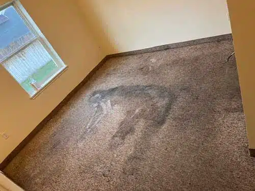Carpet Cleaning